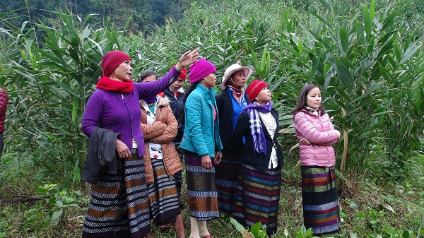 Mô hình trồng Đót vừa tạo thu nhập, vừa bảo vệ rừng của phụ nữ Vân Kiều