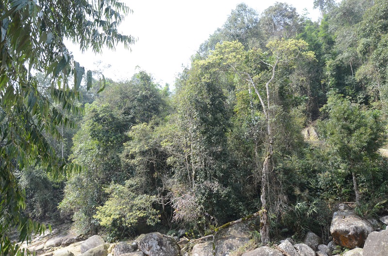Báo cáo nghiên cứu: Quản lý sử dụng bảo vệ rừng và đất rừng của cộng đồng Lùng Sán, xã Lùng Sui và cộng đồng Nà Pá, xã Bản Mế, huyện Si Ma Cai - tỉnh Lào Cai